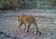 Three Persian leopards spotted in Iran's Salook National Park