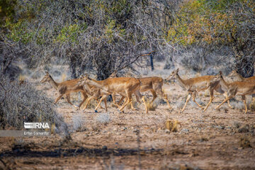 Iran reports major increase in its wildlife population