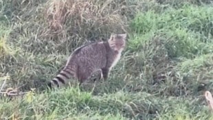 Wildkatzen sind scheu, werden sich künftig aber häufiger bei uns zeigen lassen. (Bild: zVg)