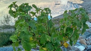 Die Pasterze am Fuße des Großglockners ist Österreichs größter Gletscher, doch er schmilzt dramatisch und ermöglicht es Tieren und Pflanzen, sich anzusiedeln. Seit geraumer Zeit wachsen dort Ribiselstauden (Bild). (Bild: Georg Granig)