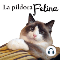 125. Los 5 gatos más INSUPERABLES (al menos hasta día de hoy)