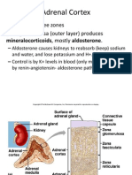 Adrenal Cortex: - Divided Into Three Zones - Zona Glomerulosa (Outer Layer) Produces