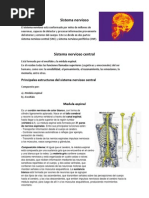 Preparacion Prueba Sistema Nervioso (Tercero Medio)