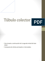 Túbulo Colector