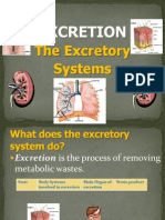 Excretion Urinarysystem 100228085902 Phpapp01