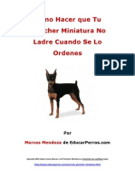 Como Hacer Que Tu Pinscher Miniatura No Ladre Cuando de Lo Ordenes