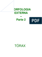 Morfologia Externa 2