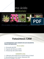 Metabolismo Ácido de Las Crasulaceas (CAM)