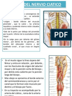 Lesion Del Nervio Ciatico