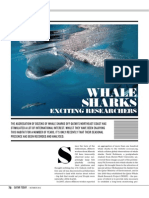 Whale Sharks Exciting Researchers