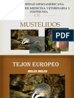 Mustélidos