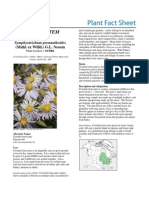 Crooked-Stem Aster: Symphyotrichum Prenanthoides (Muhl. Ex Willd.) G.L. Nesom - Plant Fact Sheet - Plant Materials Center, Beltsville, MD