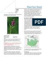 Blue Vervain: Verbena Hastata (L.) - Plant Fact Sheet - Plant Materials Center, Beltsville, MD