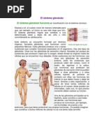 El Sistema Glandular 2012-2013