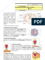 Guia de Desarrollo Embrionario, Parto Lactancia 2° Medio