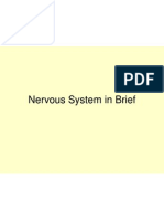 5d Neurons and Neuroglial Cells1