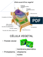 A CLULA VEGETAL WWW Unifev Edu BR