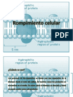 Rompimiento Celular