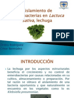 Aislamiento de Enterobacterias en Lactuca Sativa, Lechuga