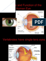 Structure and Function of The Human Eye