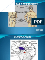 Diapositivas Sistema Endocrino