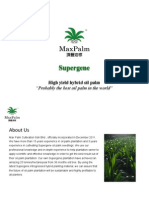 Supergene High Yield Introgressed Hybrid Oil Palm Malaysia