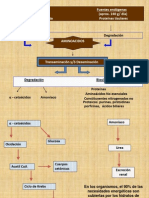 Metabolismo de Proteinas 1