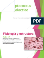 Streptococcus Agalactiae