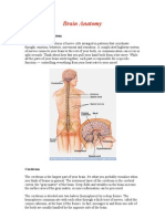 Brain Anatomy: Brain and Nervous System