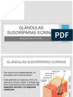 Glándulas Sudoríparas Ecrinas