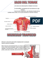 Musculos Del Torax