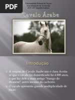 Cavalo Àrabe