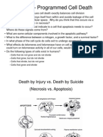 Apoptosis - Programmed Cell Death