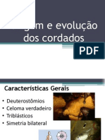 Origem e Evolução Dos Cordados