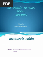 Histologia Del Riñon