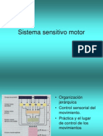 Sistema Sensitivo Motor