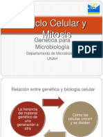 2.1 Ciclo Celular y Mitosis