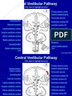 Central Vestibular Pathway