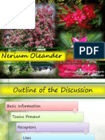 Nerium Oleander