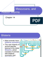 Acoelomate Bilateral Animals