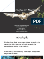 Ecolocacaoem Morcegos