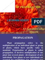 Plant T Propagation Methods