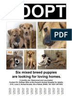 Six Puppy Adoption Flyer