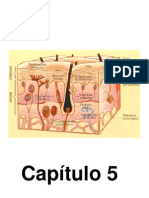 Capítulo 5 - Sistema Tegumentar