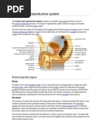 Human Male Reproductive System