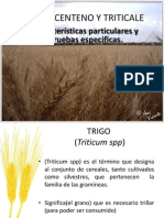 Trigo, Centeno y Triticale