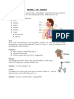 Respiratory System