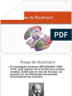 Areas de Brodman