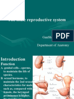 10th - The Male Reproductive System