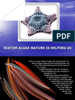 Diatoms 